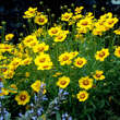 Coreopsis lanceolata 'Sterntaler': Bild 2/4
