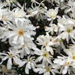 Magnolia stellata 'Royal Star': Bild 5/6
