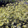 Coreopsis verticillata 'Moonbeam': Bild 4/4