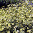 Coreopsis verticillata 'Moonbeam': Bild 2/4