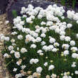 Armeria maritima 'Alba': Bild 1/1