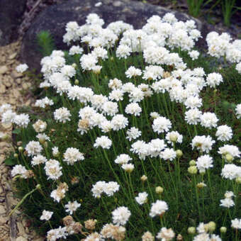 Armeria maritima 'Alba'