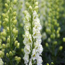 Aconitum napellus 'Album' - Eisenhut