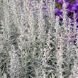 Artemisia ludoviciana 'Silver Queen': Bild 1/5