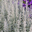 Artemisia ludoviciana'Silver Queen': Bild 1/5