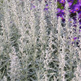 Artemisia ludoviciana'Silver Queen' - Edelraute