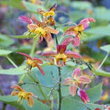 Epimedium pubigerum 'Orangekönigin' - Elfenblume