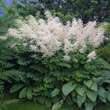 Aruncus dioicus: Bild 1/5