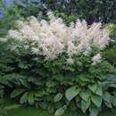 Aruncus dioicus - Geißbart