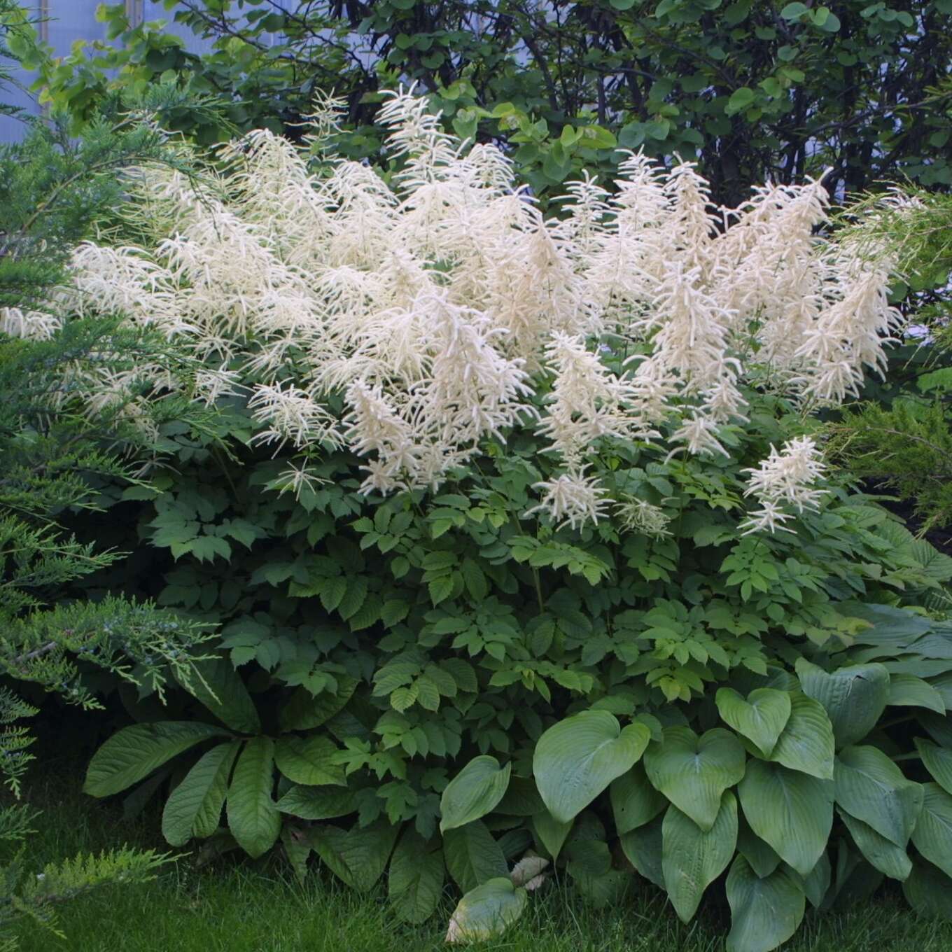 Waldgeißbart Aruncus dioicus weiß