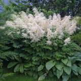 Aruncus dioicus - Geißbart