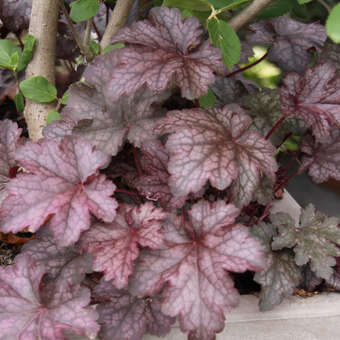 Heuchera 'Amethyst Myst'