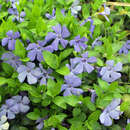 Vinca minor - Immergrün