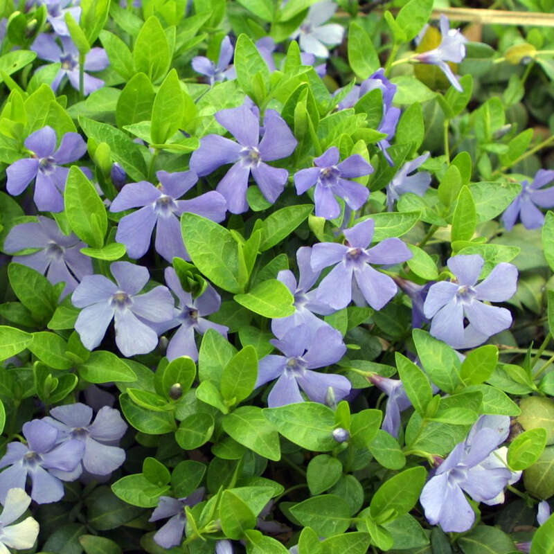 Immergrün Vinca minor blau