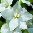 Delphinium cult. 'Galahad': Bild 2/3