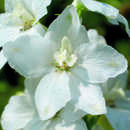 Rittersporn - Delphinium cult. 'Galahad'