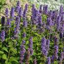 Agastache 'Blue Fortune' - Mexikanischer Ysop