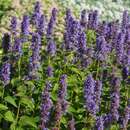 Agastache 'Blue Fortune' - Mexikanischer Ysop