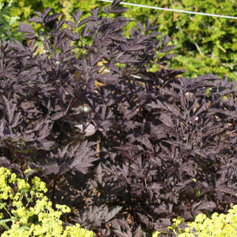 Actaea simplex 'Atropurpurea'