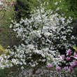 Magnolia 'Norman Gould': Bild 3/3