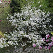 Magnolia 'Norman Gould': Bild 3/3