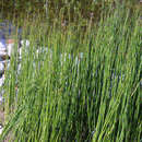 Equisetum hyemale robustum - Winterschachtelhalm