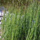 Equisetum hyemale robustum - Winterschachtelhalm