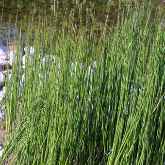 Equisetum hyemale robustum