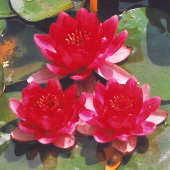 Nymphaea 'Baby Red'