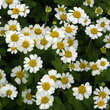 Tanacetum parthenium: Bild 1/7