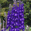 Delphinium cult. 'King Arthur': Bild 1/3