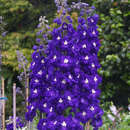 Rittersporn - Delphinium cult. 'King Arthur'