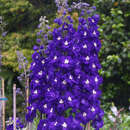 Delphinium cult. 'King Arthur' - Rittersporn