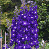 Delphinium cult. 'King Arthur' - Rittersporn