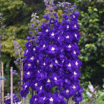 Delphinium cult. 'King Arthur'