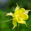 Aquilegia chrysantha 'Yellow Queen': Bild 1/2