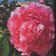 Alcea rosea 'Pleniflora rosa': Bild 1/1