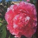 Alcea rosea 'Pleniflora rosa' - Malve, Stockrose