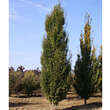 Carpinus betulus 'Frans Fontaine': Bild 4/4