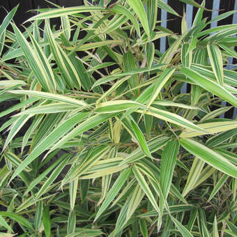 Hibanobambusa tranqu. 'Shiroshima'