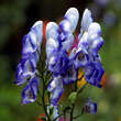 Aconitum cammarum 'Bicolor': Bild 1/7