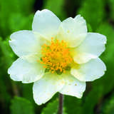 Dryas suendermanii - Silberwurz