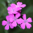 Dianthus carthusianorum: Bild 1/4