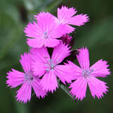 Dianthus carthusianorum - Karthäusernelke