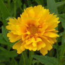 Coreopsis grandiflora 'Sunray' - Mädchenauge