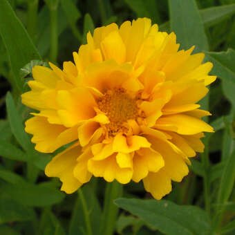 Coreopsis grandiflora 'Sunray'