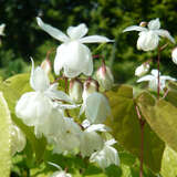 Epimedium youngianum 'Niveum' - Elfenblume