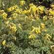 Corydalis lutea: Bild 1/8