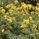 Corydalis lutea - Lerchensporn