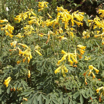 Corydalis lutea